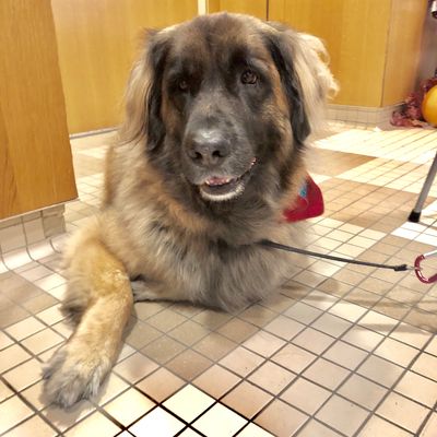 Stella is a therapy dog working with EACPHS researcher Christine Johnson