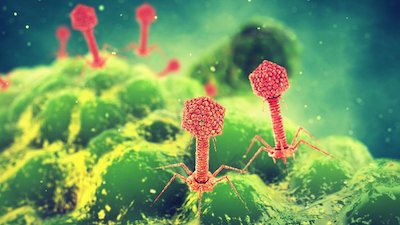 Bacteriophage illustration