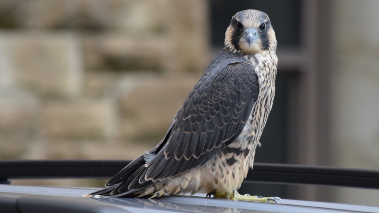A Peregrine Falcon sits on a building.