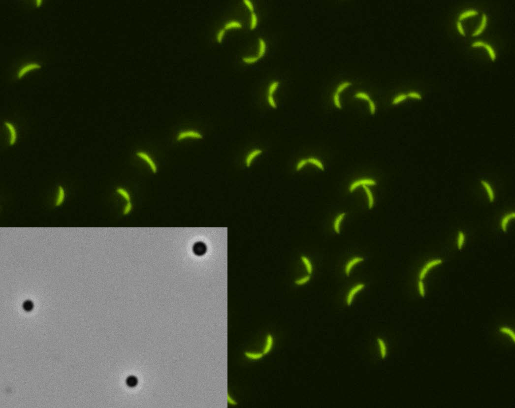 Bacterial cells visualized by in vivo imaging of fluorescent protein (main figure). Phase-separated droplets form spontaneously in solution (inset)
