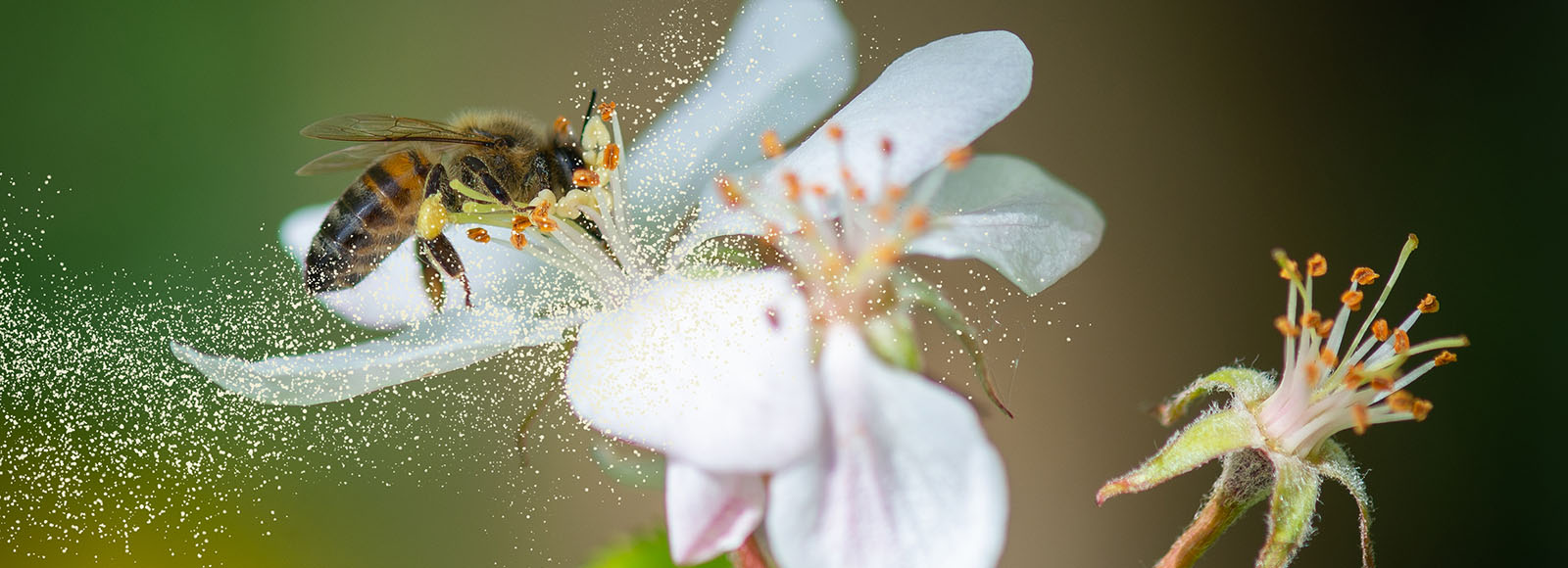 Is mental health worse on high pollen days? - Today@Wayne - Wayne State ...