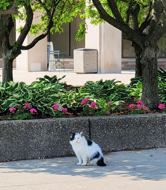 Cookie the cat relaxes outside the Student Center Building.