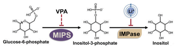 Glucose-6-phosphate, inositol-3-phosphate, IMPase, insitole