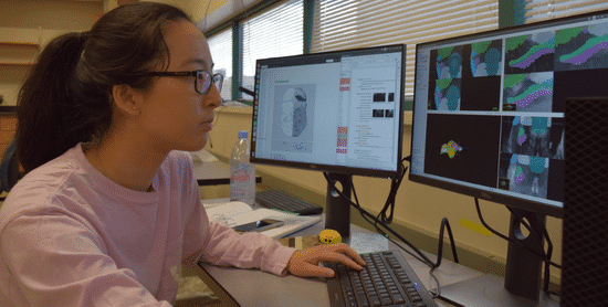 Undergraduate Meng Ting Shi is segmenting the zebrafish brain atlas