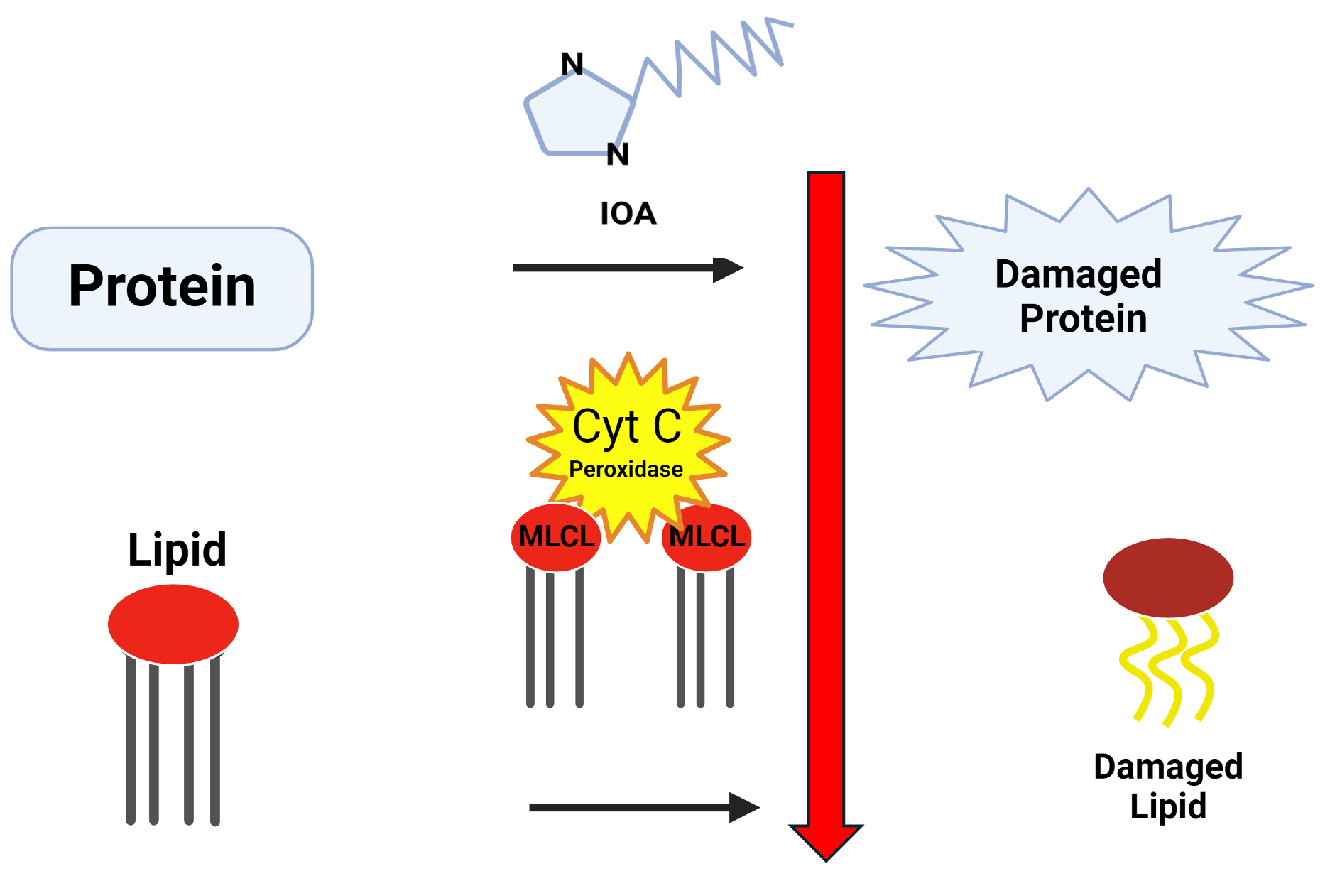 IOA inhibits activity of MLCL-cyt c complex and prevents the accumulation of toxic lipid peroxidation products