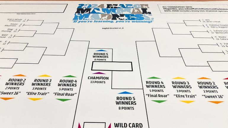 The main March Mammal Madness bracket hangs outside the Grosscup Museum of Anthropology in Old Main.