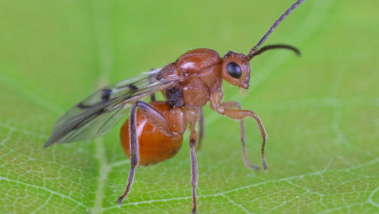 Glen Hood, Ph.D., assistant professor of biological sciences in Wayne State University’s College of Liberal Arts and Sciences, was recently awarded a National Science Foundation grant for his study of parasitic wasps. Photo credit: Jena Johnson