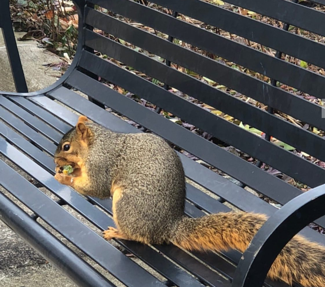 Photo of squirrel on campus