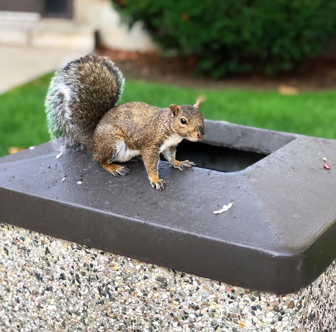 Squirrel on campus trash can