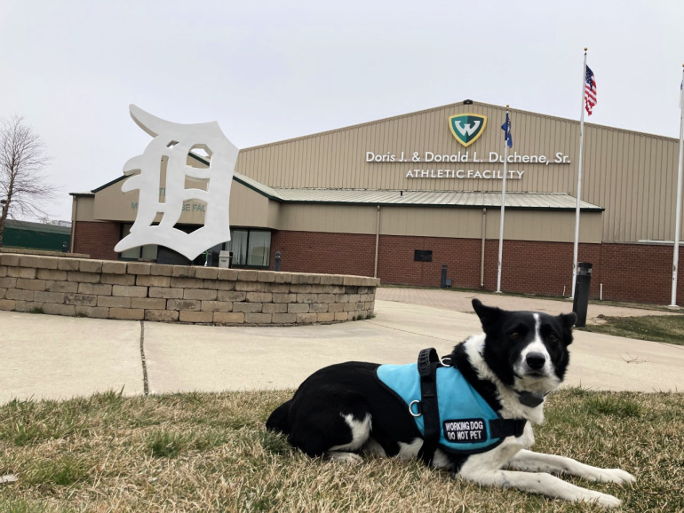 A black and white border collie dog, Star, poses outside of Wayne State's athletic complex.