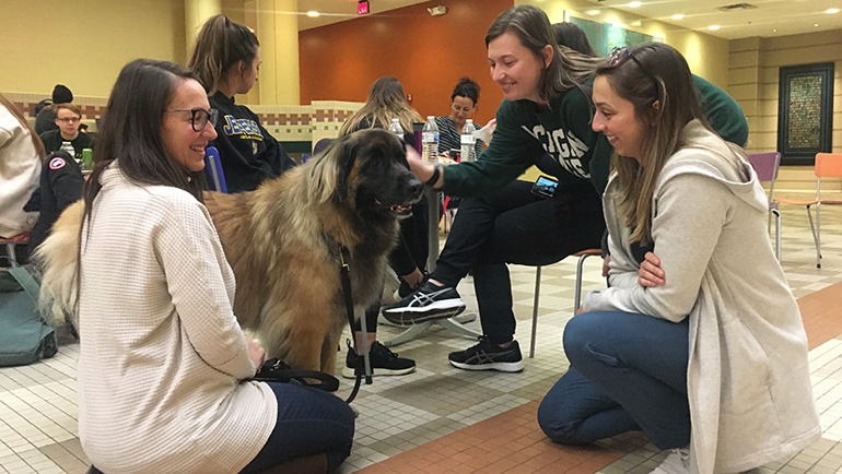 research on therapy dogs in schools