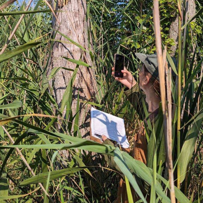 Student collecting data near a tree